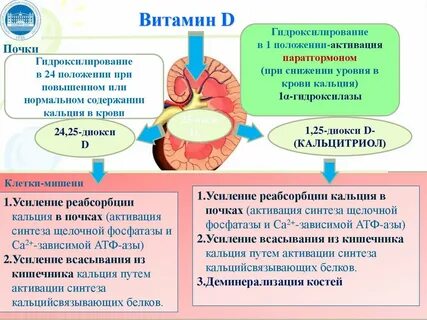 Регуляция кальция