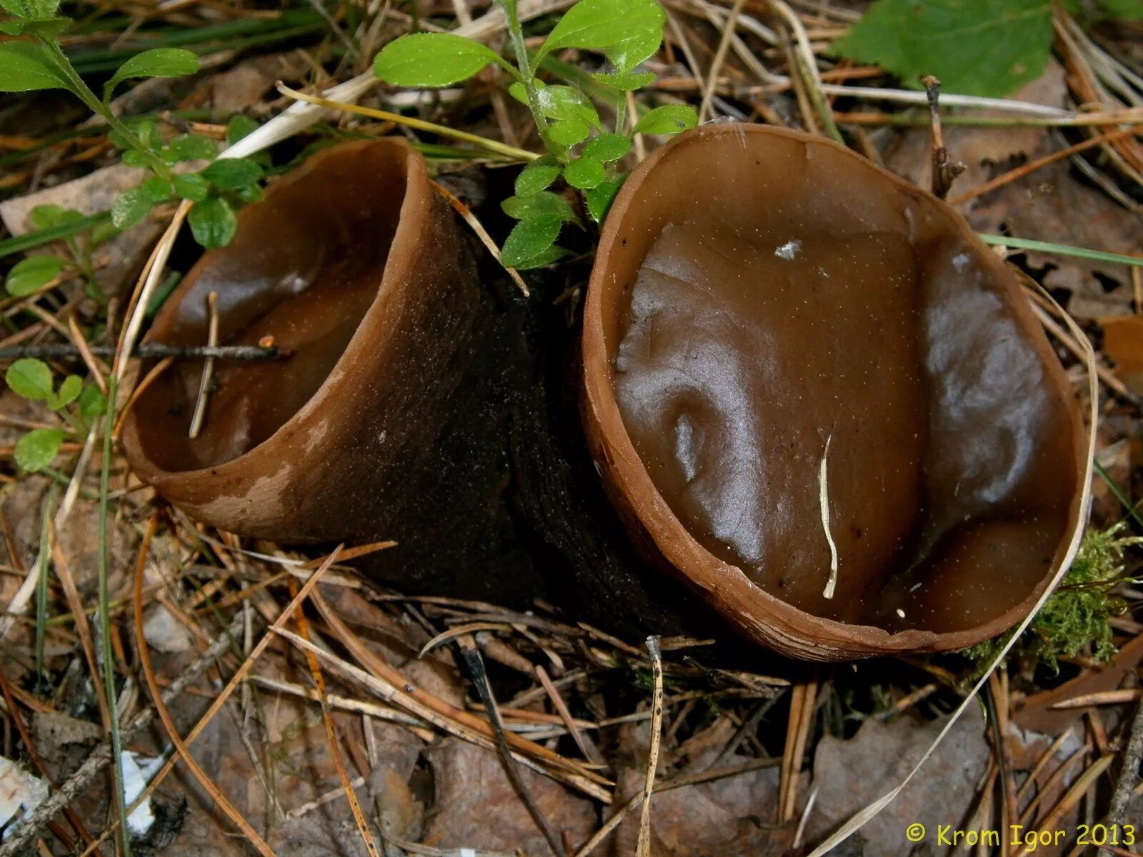 Саркосома шаровидная гриб купить. Саркосома шаровидная Sarcosoma globosum. Саркосома шаровидная гриб. Гриб Ведьмин котелок Саркосома. Ведьмин гриб Саркосома шаровидная.