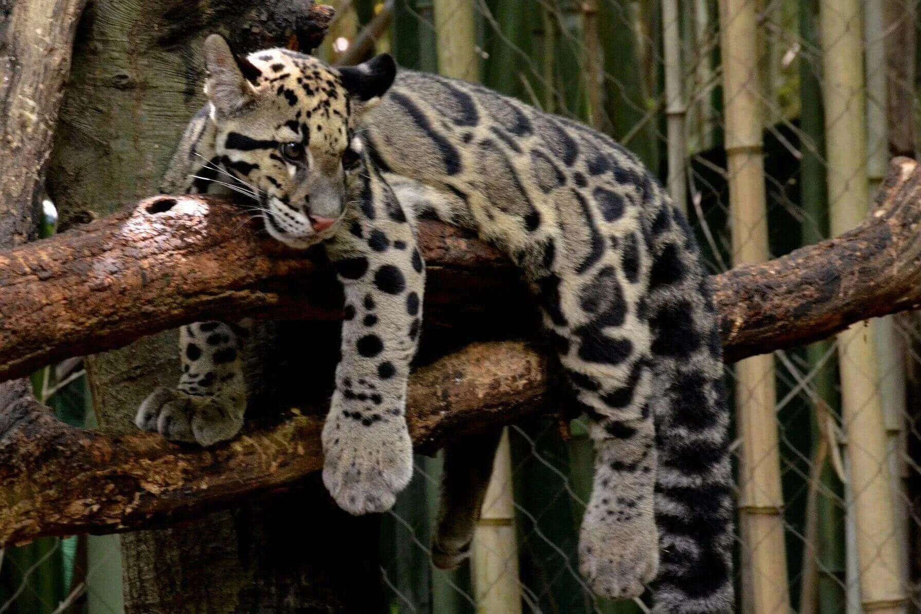Clouded leopard