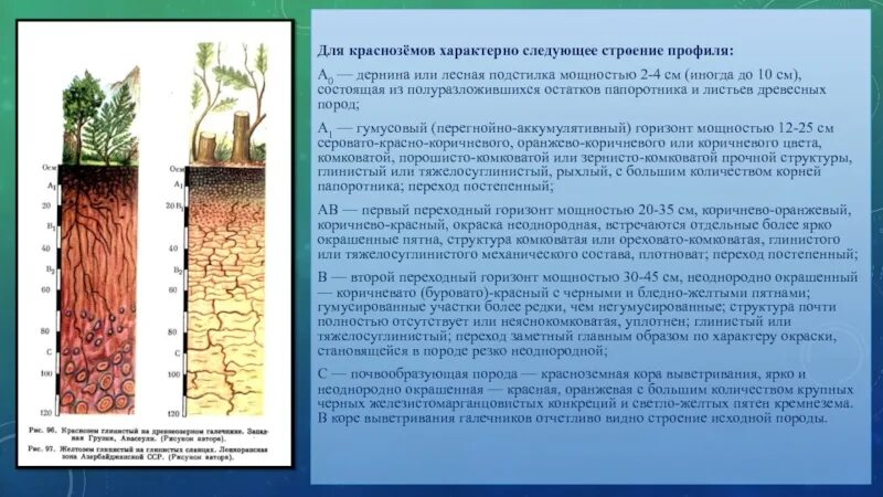 Какие почвы в субтропиках. Строение профиля красноземов. Краснозёмы кислотность почвы. Краснозём почвы структура. Красноземы почвы гумус.