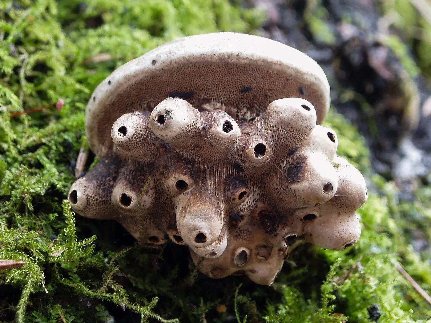 Включи редкие грибы. Гриб звездовик. Гриб диктиофора. Необычные грибы. Редкие грибы.
