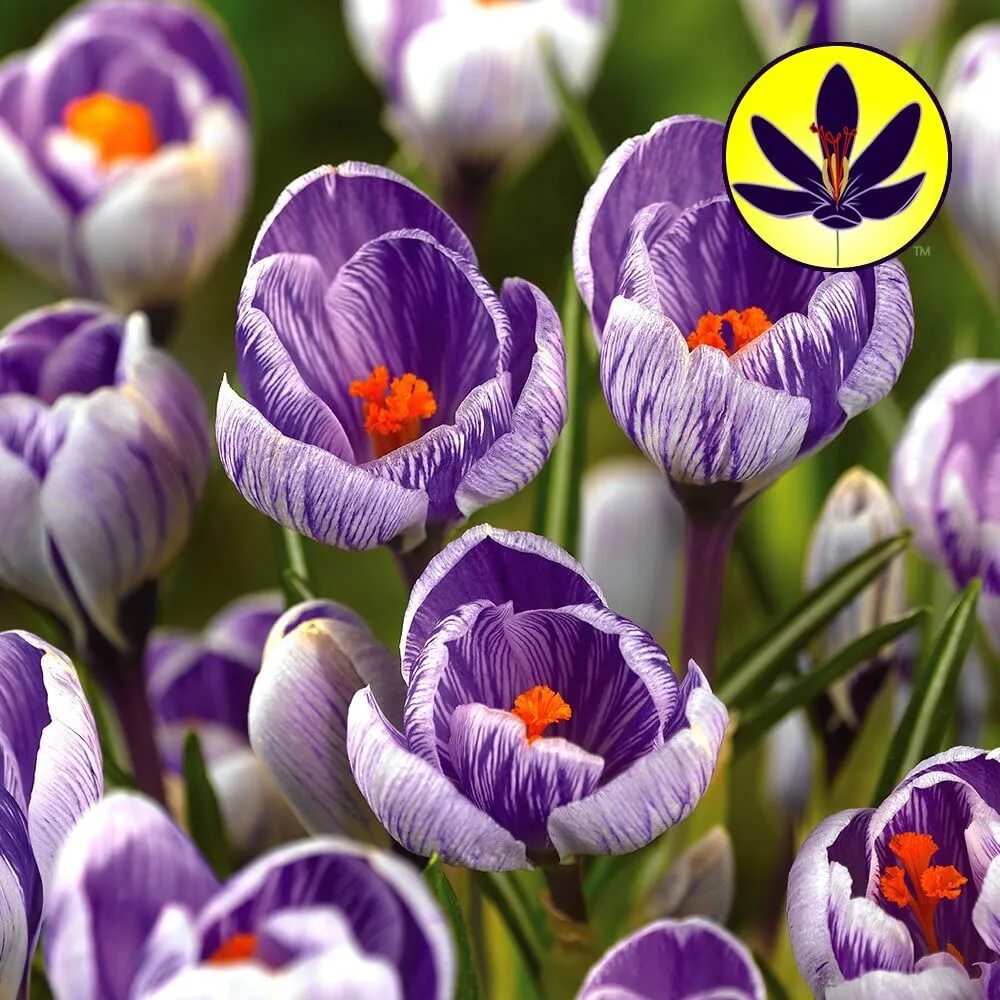 Крокус крупноцветковый смесь окрасок. Крокус крупноцветковый смесь. Крокус крупноцветковый mixed. Крокус крупноцветковый микс. Large flowering mix крокус.