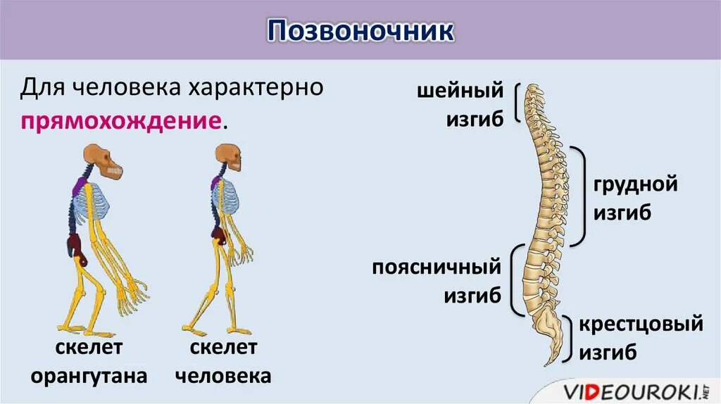 Прямохождение человека. Скелет позвоночника. Прямохождение характерно для. Прямохождение и изгибы позвоночника.