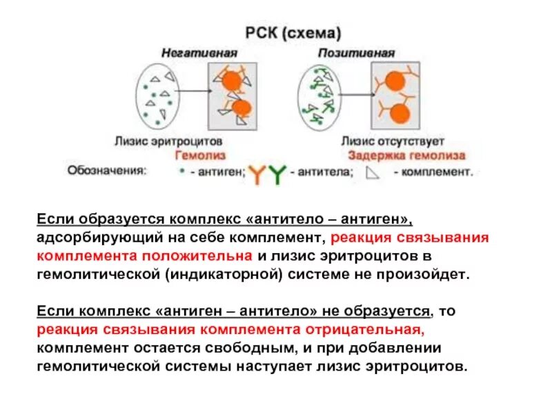Антиген рск