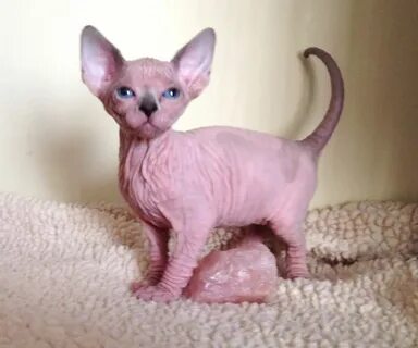 Как выглядят котята сфинкса