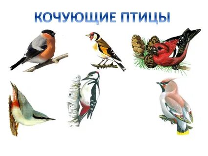 Птицы зимующие в москве