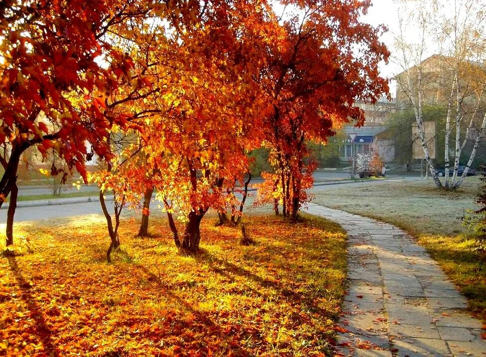 осенний соответствующий. осенний школьный двор. осенний лес. октябрь природа. осенний город.