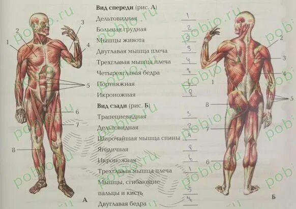 Мышцы тела человека спереди. Мышцы туловища и конечностей 8 класс биология. Анатомия мышц человека с описанием.