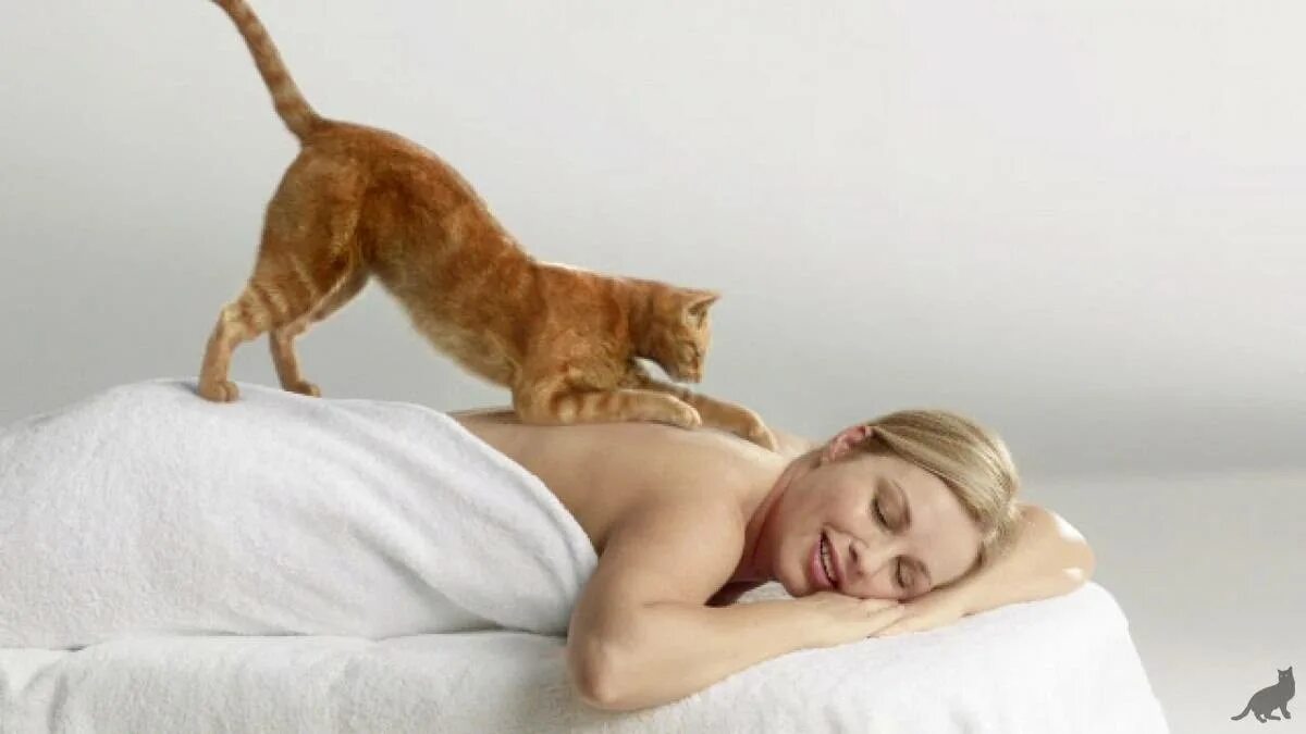 Котик делает массаж девушке. Массажик котик. Кот топчется. Кошка массажирует. Почему кошки делают массаж человеку.