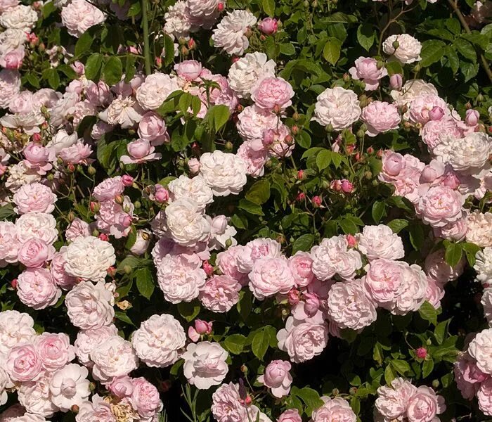 Букет парфе. Буке парфэ роза. роза мускусные гибриды букет парфе. bouquet parfait роза. буке парфэ ( bouquet parfait).