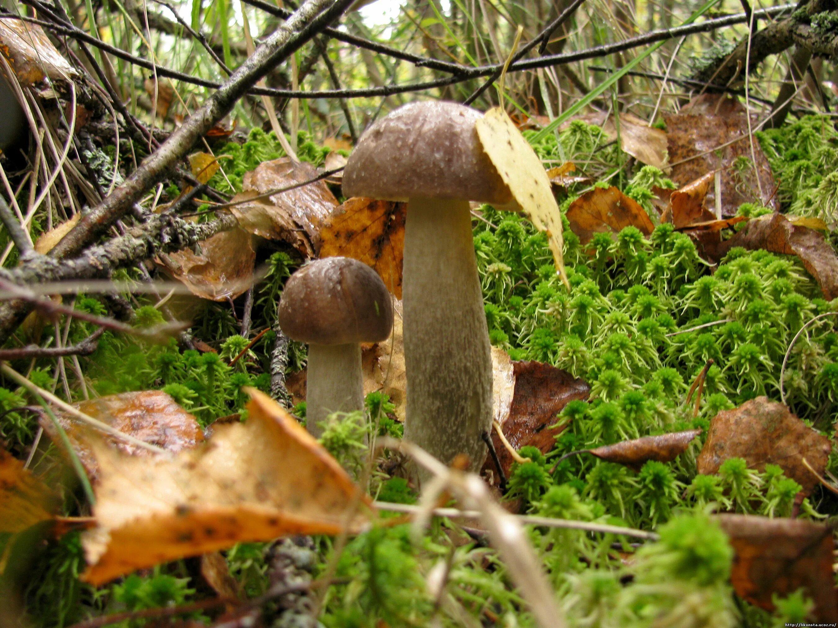 белые грибы в сибири. какие грибы в западной. какие грибы в западной. съедобные грибы ямала. сибирские съедобные грибы.