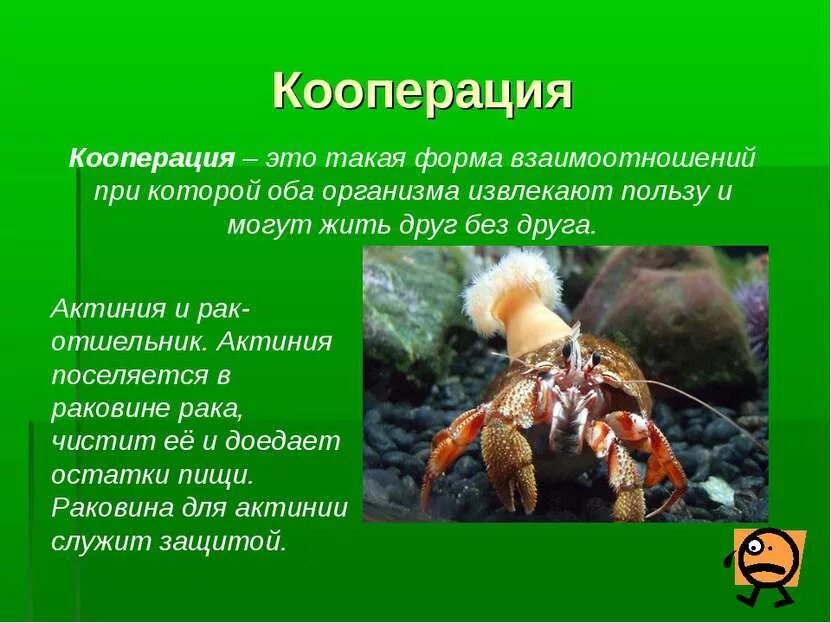 Симбиоз определение примеры. Симбиоз мутуализм кооперация. кооперация примеры. кооперация это в биологии. примеры кооперации в биологии.