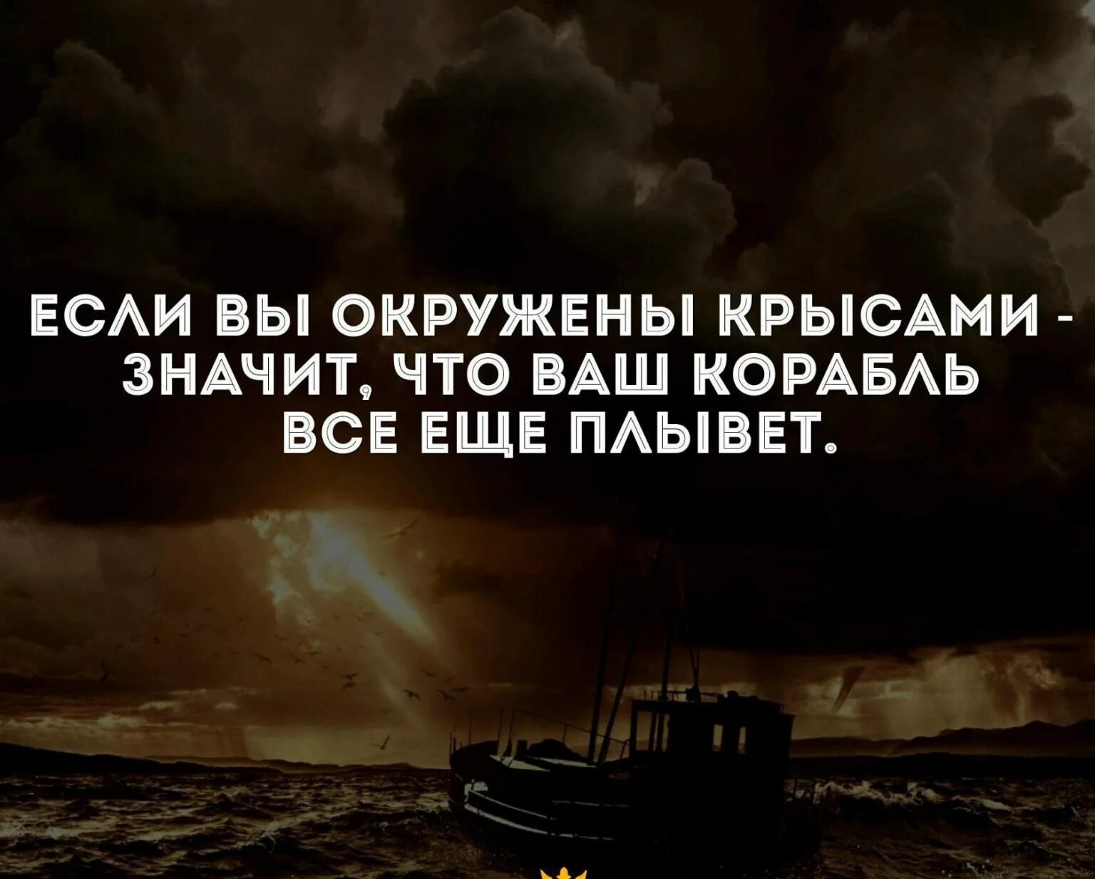 Про крыс людей со смыслом. Цитаты про людей крыс. цитаты про крыс. высказывания про крысятничество. высказывания о людях крысах.