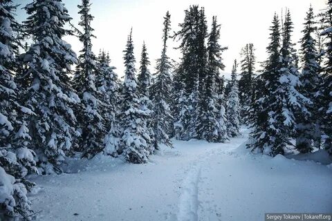 Зимой лет 1 цветом