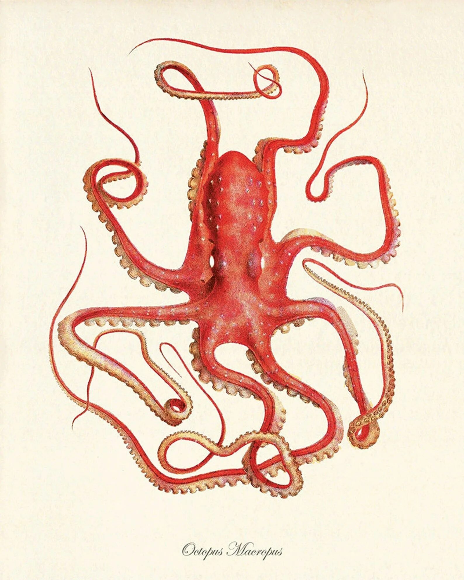Октопус Макропус. Осьминог иллюстрация. Осьминог Макропус.