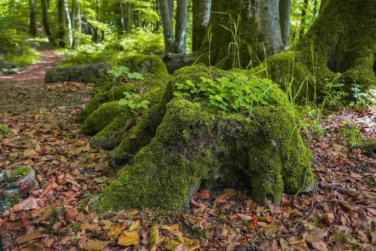 Сфагнум в лесу. Бридский мох. Мох болмос Грин. Мох "Triangle Moss".