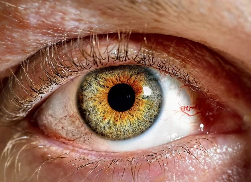 Глаз человека цена. Центральная гетерохромия зеленый Карий. Глаз человека. Человеческий глаз под микроскопом. Красивые Радужки глаз.