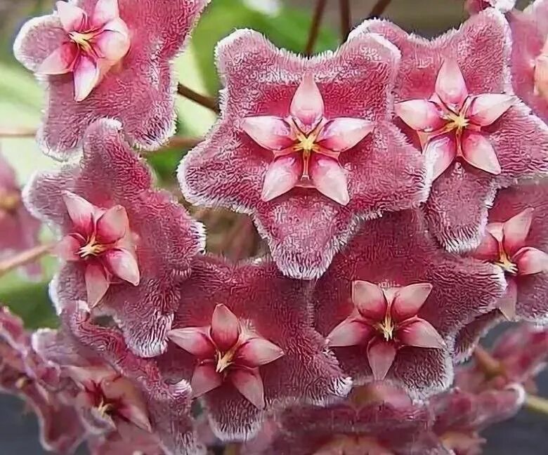 Хойя сильвер сплеш. Хойя pubicalyx silver pink. Хойя pubicalyx red. Хойя pubicalyx. Хойя pubicalyx.
