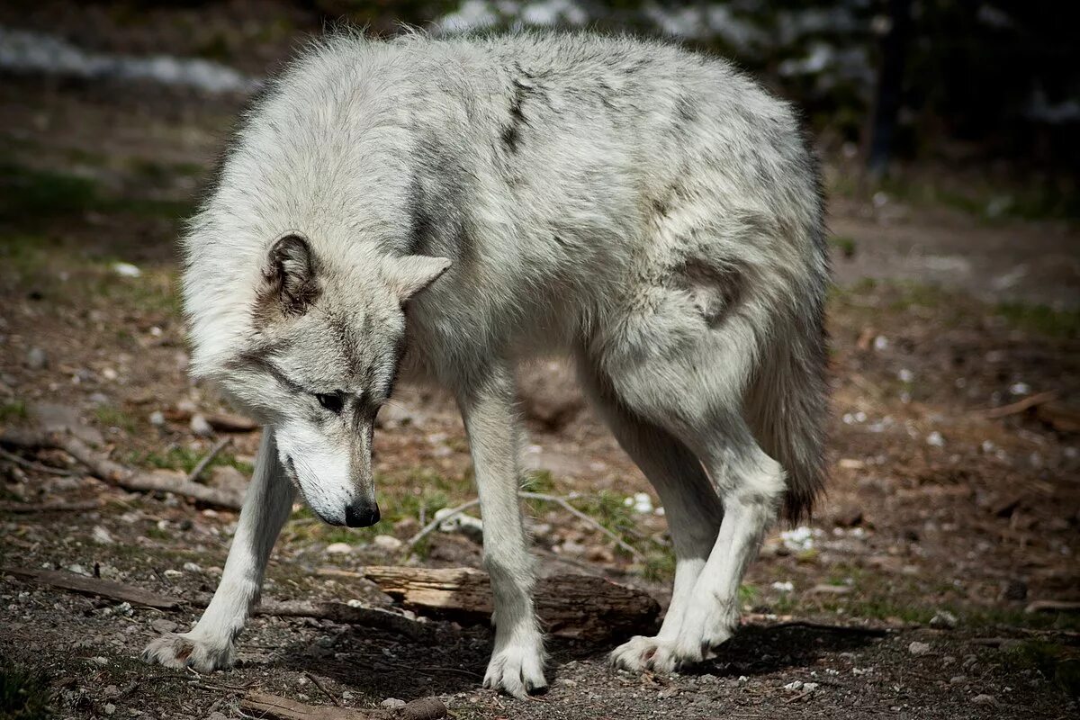 Wolves