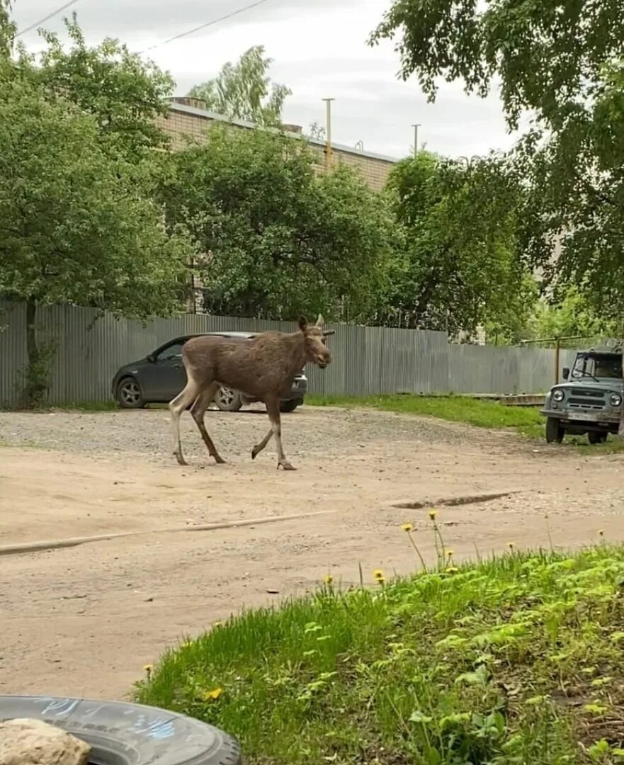 Лось в городе. Лось в городе Вологда. Вологодские лоси.