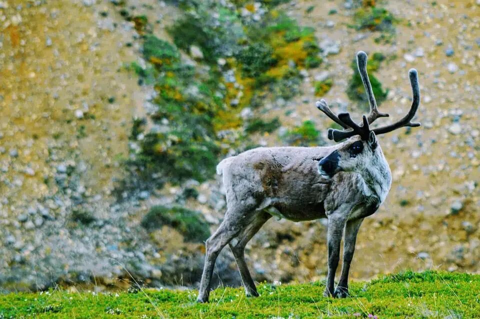 Карибу животное фото Fájl:Caribou close up  Wikipédia