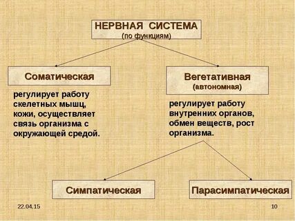 Нервная система регулирует работу мышц