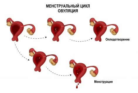 Нерегулярный месячный мкб 10
