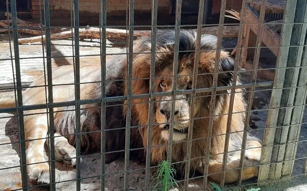 Зоопарк первомайская ул 6 саранск фото Конструктор Впечатлений Зоопарки