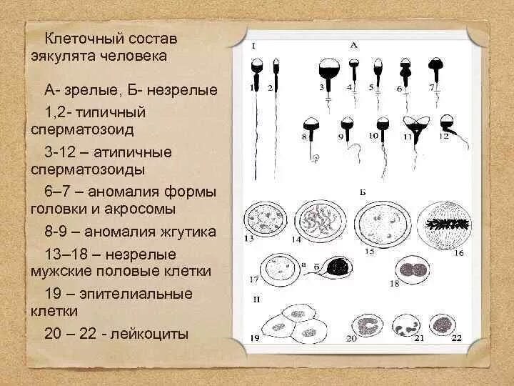 Что такое семенная жидкость у женщины. Что такое семенная жидкость у женщины