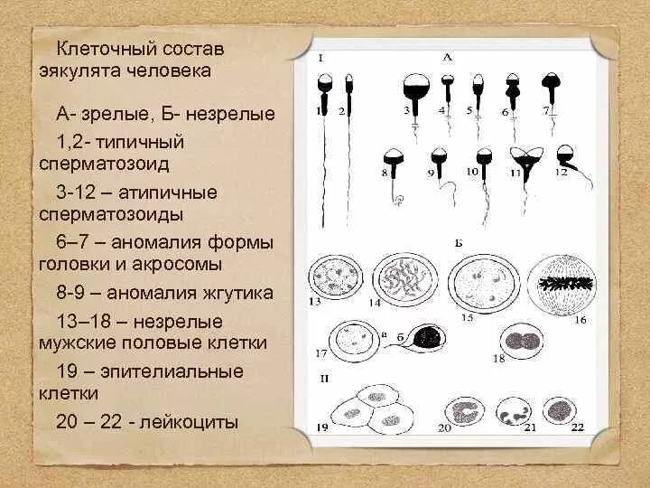 Форма головки члена. Состав эякулята человека. Типичные и атипичные сперматозоиды. Состав женского эякулята. Клеточный состав семенной жидкости.