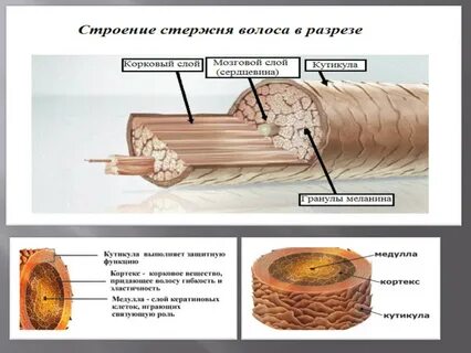 Строение волоса