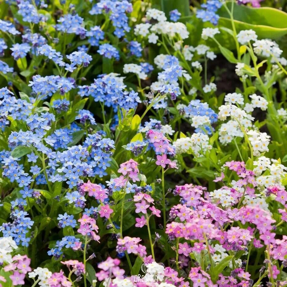 Незабудка Альпийская (Myosotis alpestris). Незабудка Альпийская Лесная Полянка.