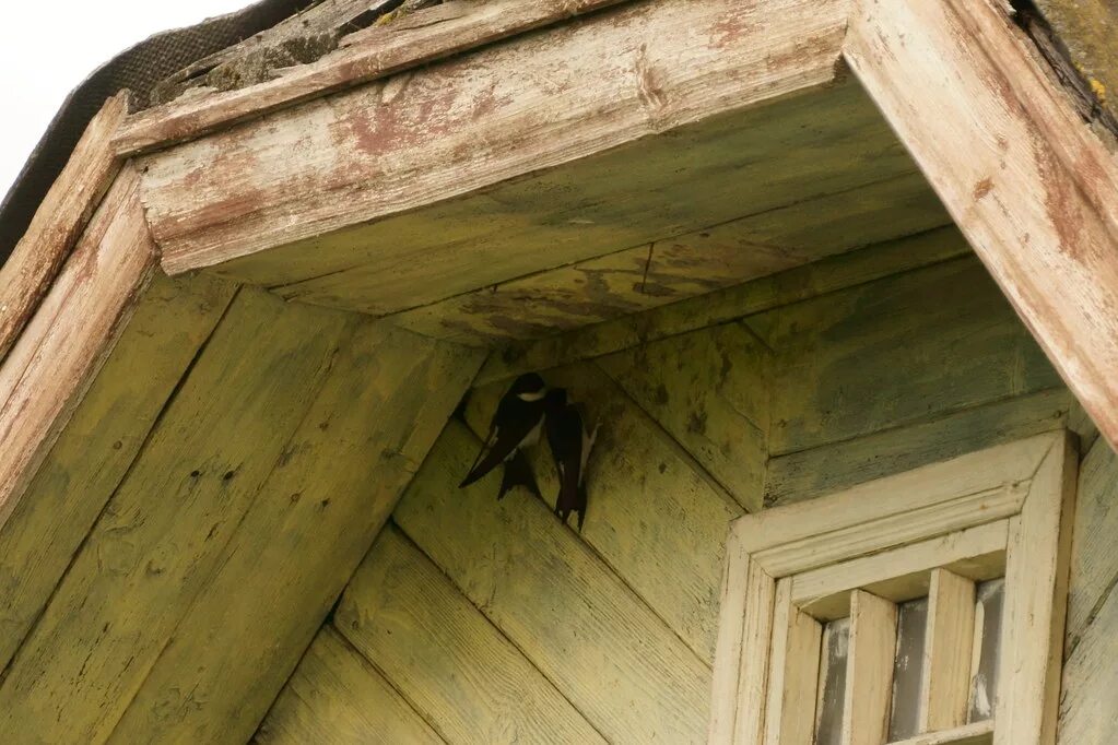 Под крышей дома свили гнездо. Гнездо ласточки под крышей. Гнездо ласточки под крышей дома. Гнездо под крышей. Гнездо ласточки.