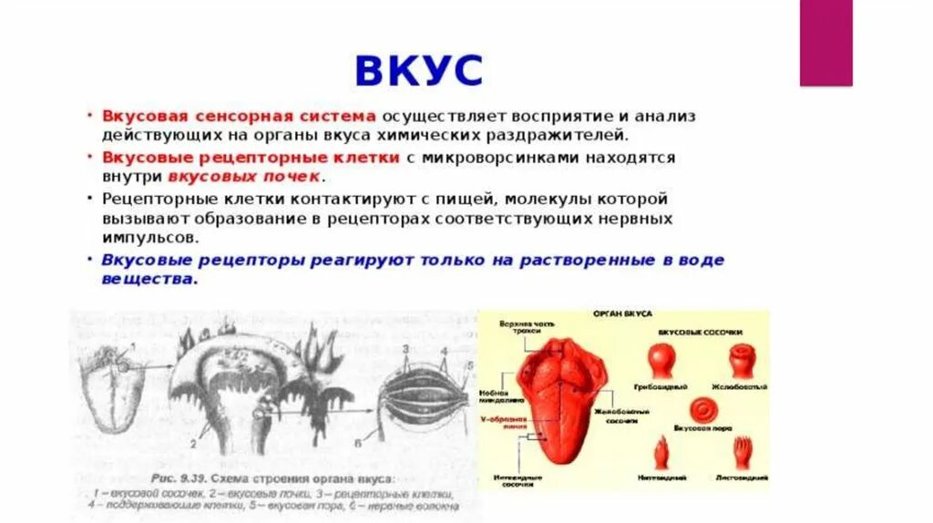 Строение и функции различных отделов вкусовой сенсорной системы.. Структура и функции вкусовой сенсорной системы.. Строение рецепторов вкусового анализатора. Вкусовая сенсорная система строение.