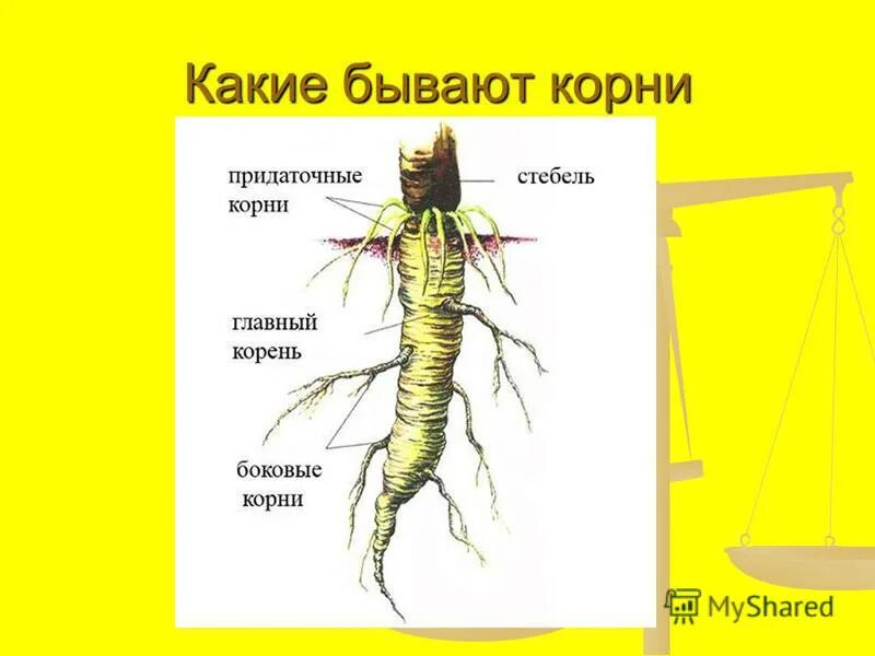 Видоизменения корней. Функции. Какие бывают корни. Информация какой корень. Особенности строения корня строение.