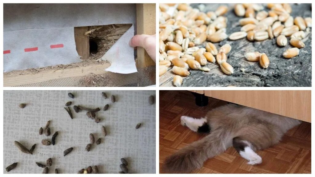 Что делать если мыши погрызли. Мышь в квартире. Мыши в минвате.