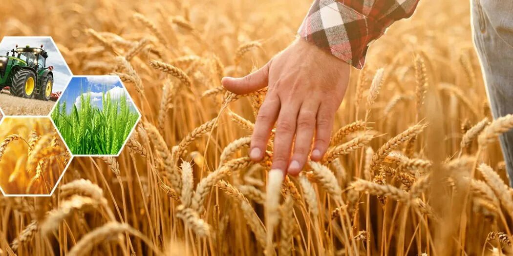 Поля тверской области. Достижения апк. Достижения апк. Льняные поля удмуртия. Спк прогресс алнашский район.