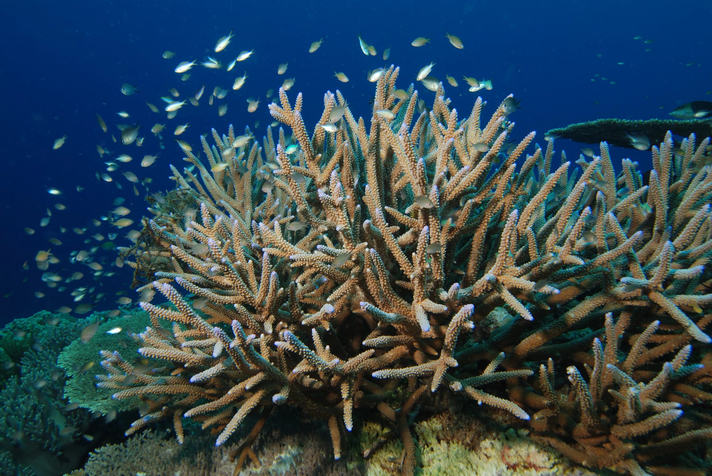 El coral. Акропора коралл. Акропора cervicornis. Акропора оленерогая. Коралл Стагхорн.