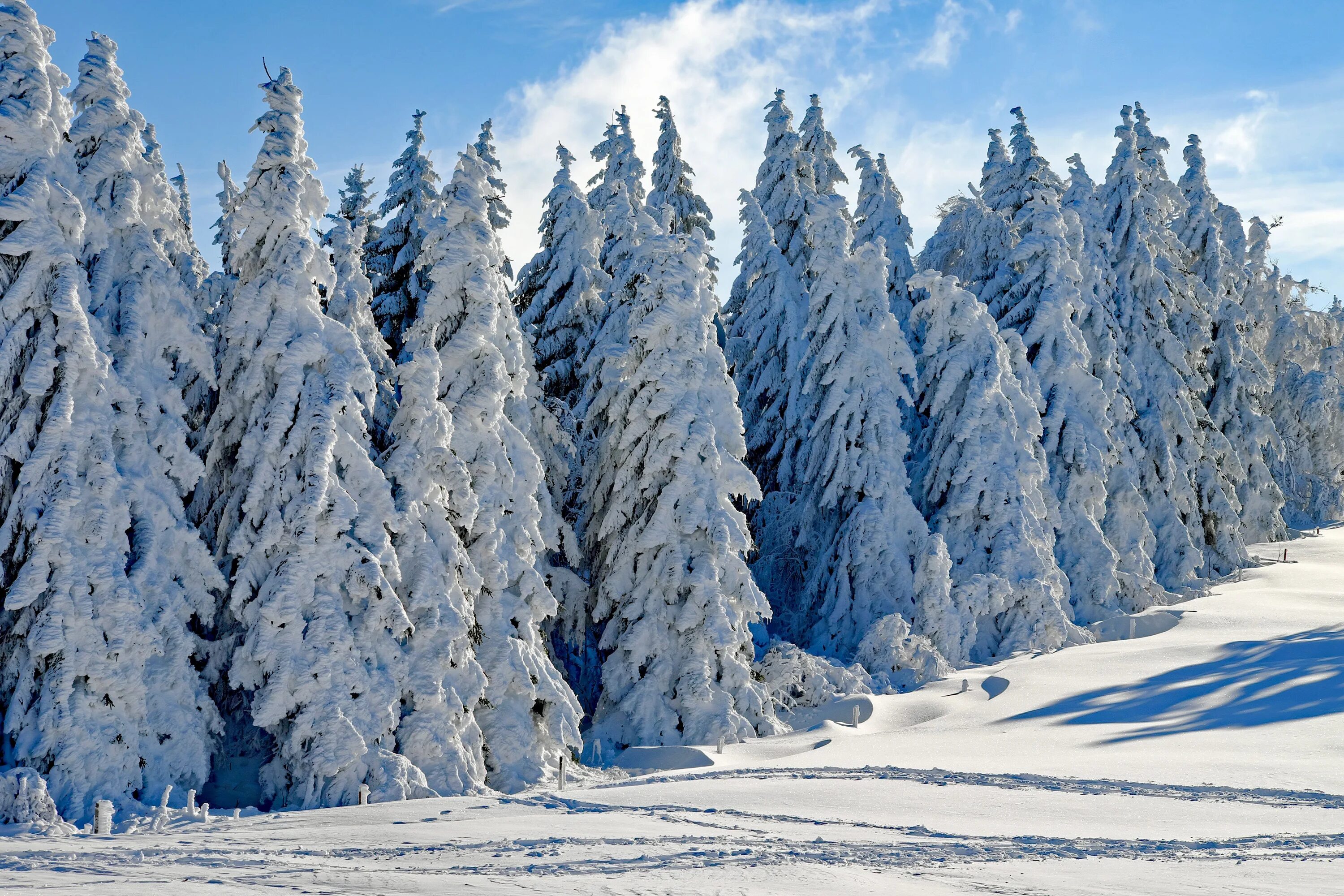 Ель в снегу. Зимний лес. Зимой в лесу. Еловый лес зимой. Красивый зимний лес.