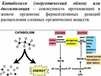 Совокупность реакций биологического синтеза