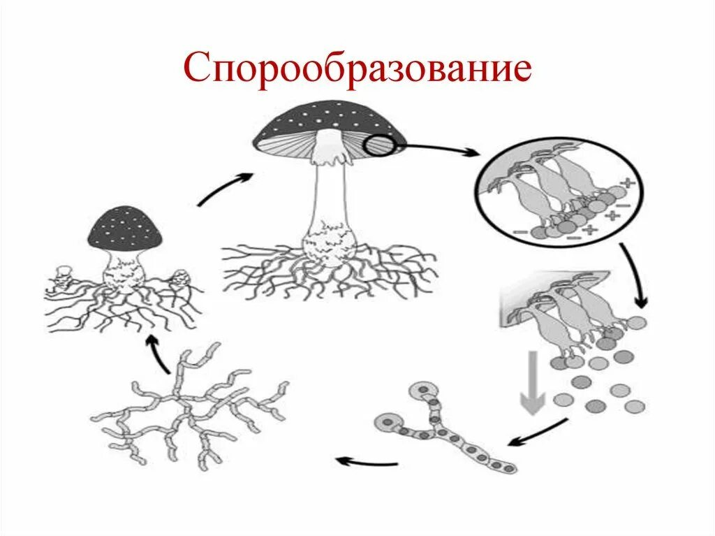 Бесполое размножение спорообразование пример. Спорообразование бактериальной клетки. схема спорообразования у растений.
