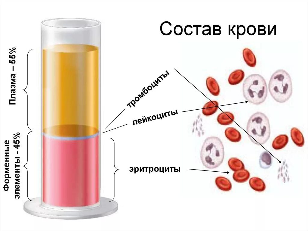 Кровь состоит из плазмы и клеток крови. Состав крови. Значение эритроцитов и плазмы крови.. Состав крови плазма эритроциты лейкоциты. Состав плазмы крови рисунок.