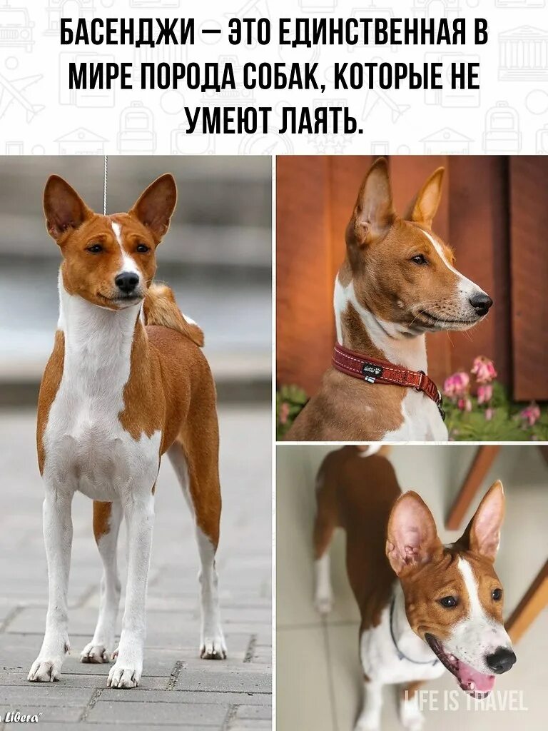 Басенджи собака минусы. Порода басенджи басенджи. Басенджи минусы. Басенджи терьер. Собака басенджи характеристика породы.