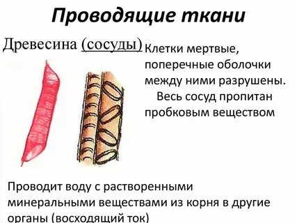 Какими чертами обладает проводящая ткань