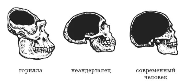 Мозг гориллы и человека. Строение черепа человека и человекообразной обезьяны. Объем мозга современного человека и неандертальца. Череп неандертальца и современного человека.