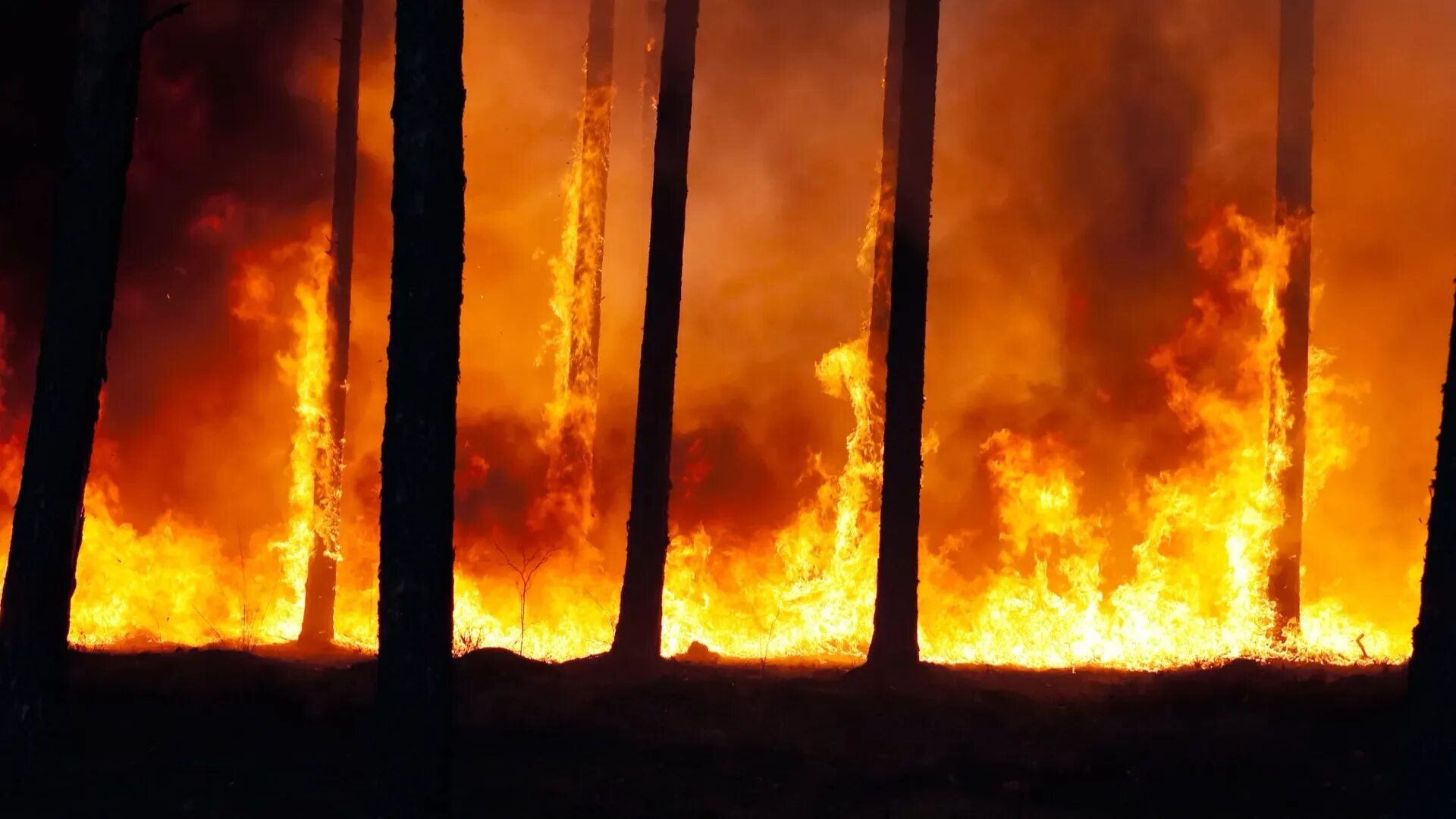 Пожар подлежит. Пожар в лесу. Дом горит в лесу. Лесной пожар ночью. Берлин горит.