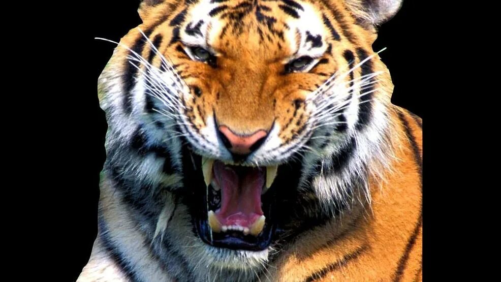 К чему снится тигр. Tiger reports. Тигр перед прыжком. Wwf — спасение тигров. Tiger reports.