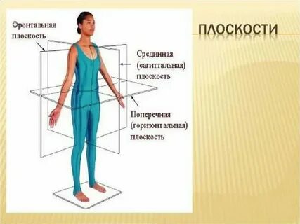 Фронтальная сторона это какая