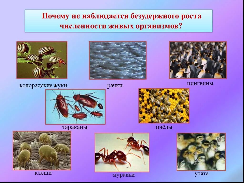 Количество живых