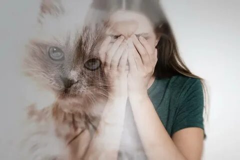 Как называется страх кошек